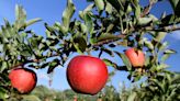 Apple picking season is starting. Here are 10 great orchards to visit in RI