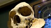 La genética desvela el final de los neandertales: no se extinguieron, los asimilamos