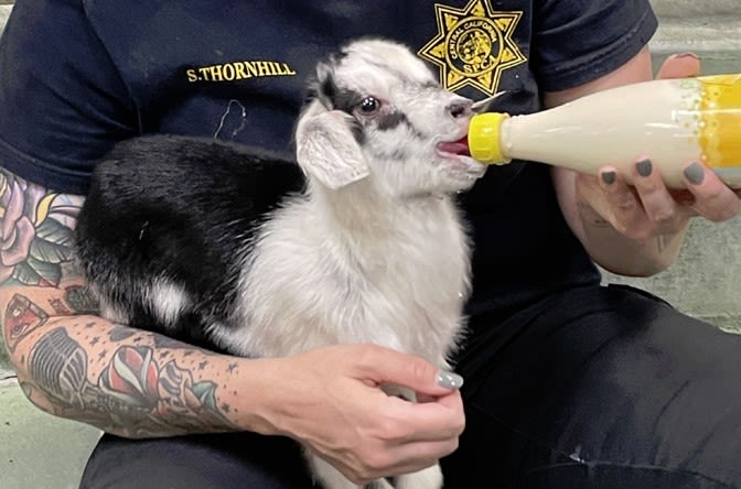 Goat, kids seized by CCSPCA after Laton animal abuse arrest