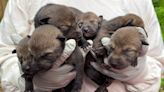 Want to see endangered red wolf puppies? You’ll soon have a chance in Durham.