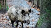 The Wild Pigs of Europe Are Highly Radioactive Because of Chernobyl, Study Says