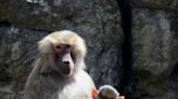 Prospect Park Zoo Re-Opening to the Public After B | Newswise