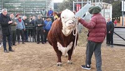 Exposición Rural de Palermo: “Místico” fue el primer animal en ingresar