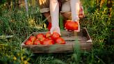 I'm a gardening fan - plant your tomatoes with a key companion to deter pests