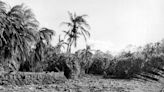 What did Cat 3 Hurricane Betsy do to Miami and the Florida Keys in 1965? See for yourself