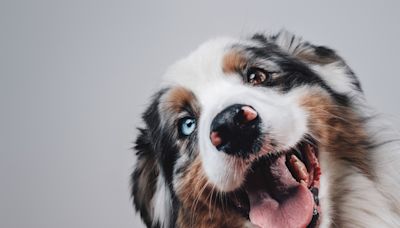 Australian Shepherd Puppy ‘Conquering’ the Stairs for the First Time Is an Absolute Hit