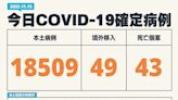 影／染疫人口破8百萬！ 本土+18509、增43死