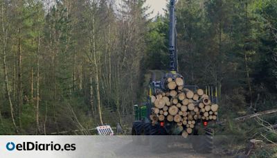 Devolver la naturaleza a su estado salvaje talando un bosque entero en Dinamarca