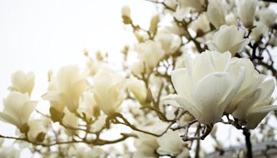 11 White Flowering Trees to Transform Your Yard Into a Veritable Wonderland