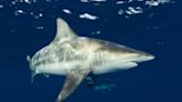 Shark species blamed for 25% of Florida's bites seen near New England. Is warming water to blame?