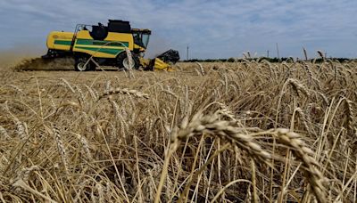 El trigo ucraniano comienza la nueva temporada con precios más altos, según un analista