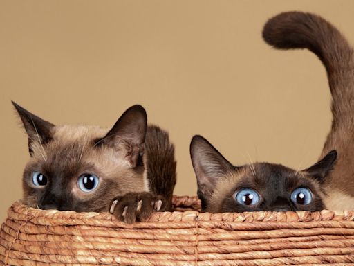 Siamese Cat Siblings are Mesmerized Watching Famous 'Lady and the Tramp' Scene