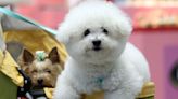 40 Of The Smallest And Easiest Dog Breeds To Look After