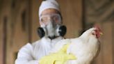 Avian flu is on the rise in Canada: What to know about human infection of H5N1