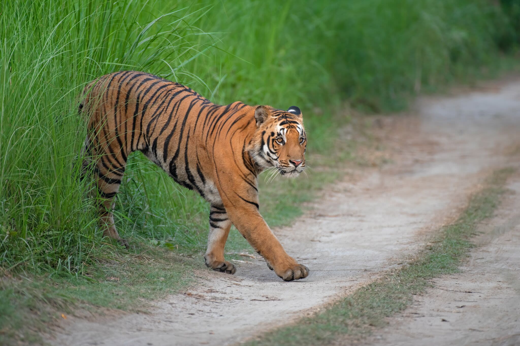 Officials finally see escaped tiger feared to be in Texas