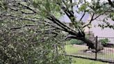 Picking up after storm damage? What to do with broken trees, limbs and debris in Denton