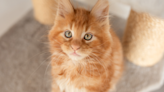 Maine Coon Kitten's Classic Orange Cat Behavior Is Cracking People Up