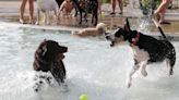 Have a splash! Parks & Recs to host annual Pooch Plunge