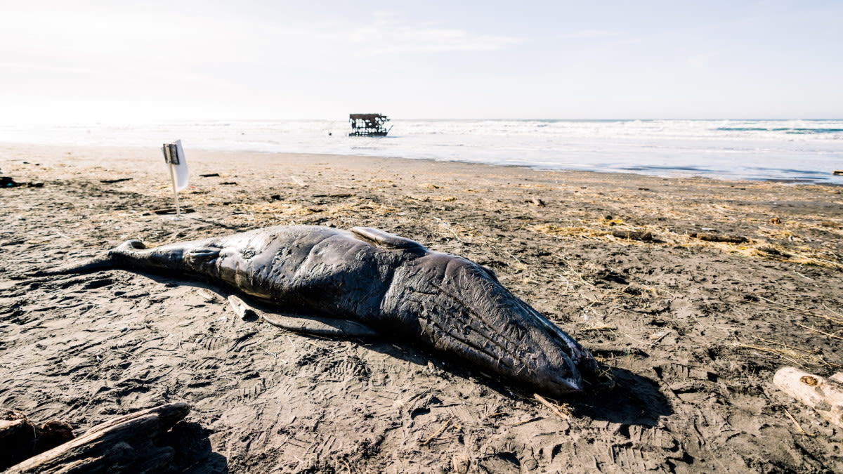 Tragic Beached Gray Whale Calf in Oregon Allows Local Native Tribe To Perform Rare Ceremony