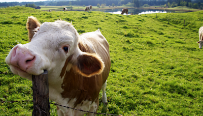 5 Signs of a Happy Cow Is a Reminder They’re Just Big Grass Puppes