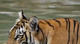 International Tiger Day: Big cat mortality drops 29% so far in 2024