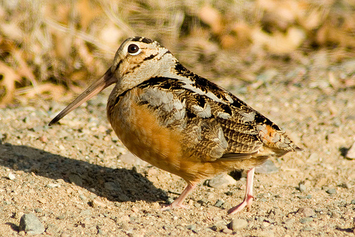 Woodcock or Snipe?