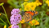 The survival of the endangered monarch butterfly depends on conservation beyond borders