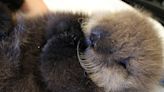 Second sea otter pup rescued on Vancouver Island