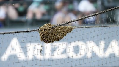 Arizona Diamondbacks social media team had internet buzzing during bee delay vs LA Dodgers