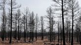 In New Mexico, an unlikely wildfire thinning alliance