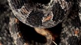 Video: Enorme víbora de cascabel se mete a casa de Nuevo León