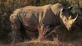 White Rhino Shot to Death in Florida One Day After Arriving at Safari Park