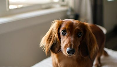 Groom's First Look with Dressed-Up Dachshund Is a Total Tearjerker