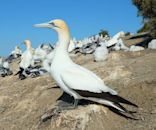 Gannet