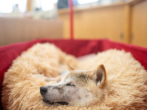 Doge is dead: Kabosu, the Shiba Inu who inspired memes and a crypto coin, dies in Japan