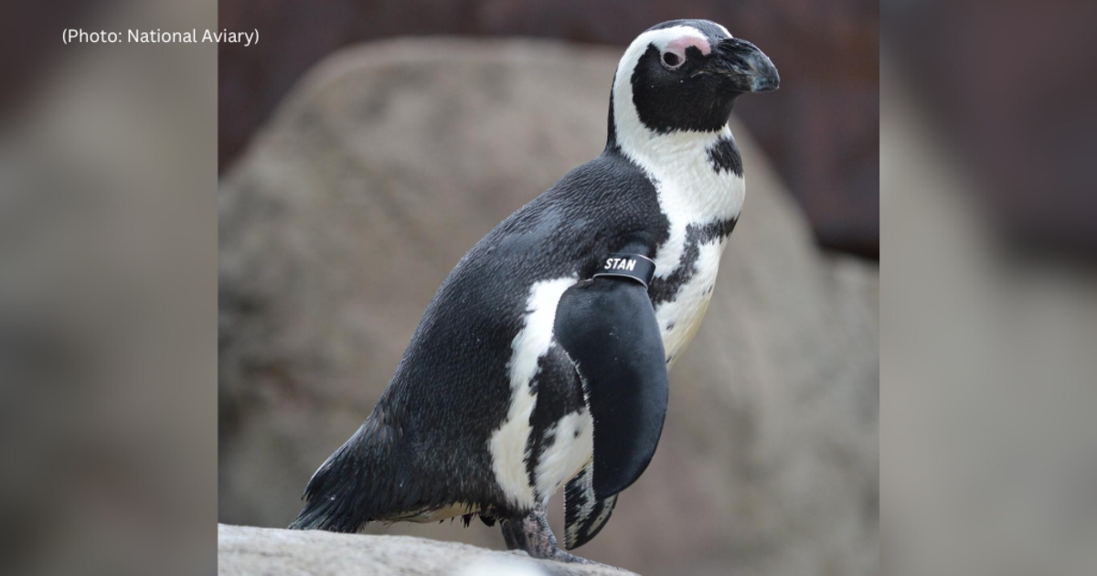 National Aviary's first African penguin Stanley has died