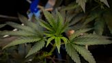 Michigan marijuana regulator revokes licenses of a Corunna cannabis grower, processor
