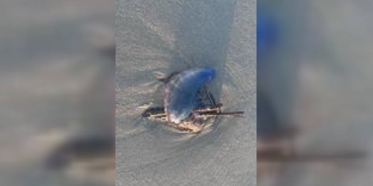 Several Portuguese man o’ war spotted along Grand Strand, expert preaches caution