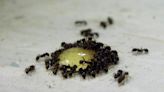 How to get rid of ants invading your home