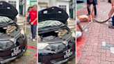 Python wounded by public during extraction from car in Marine Parade