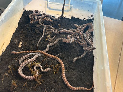 This rainbow boa hadn't touched another snake in years. It gave birth to 14 babies.