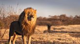 Video: A lion escaped a circus near Rome — watch as it wanders the streets for hours