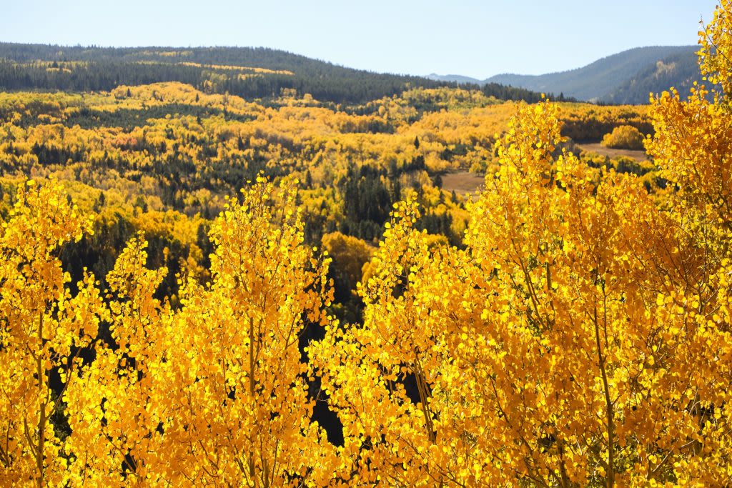 See when and where Colorado’s fall color will peak this year