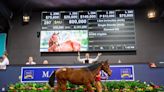 Hill 'n' Dale Strikes at Magic Millions Weanling Sale