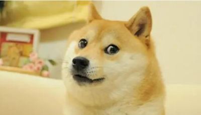 Murió Kabosu, la famosa perra que inspiró el meme Doge; le harán velorio y funeral
