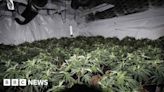 Hundreds of cannabis plants found in Nottingham police raid