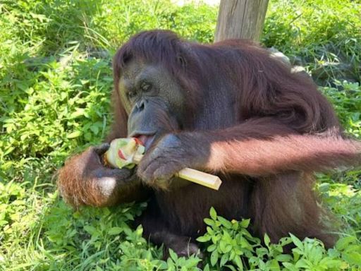 曾出演魏德聖執導電影《BIG》 壽山動物園紅毛猩猩「咪咪」離世