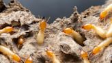 7 ways to protect your home from termites
