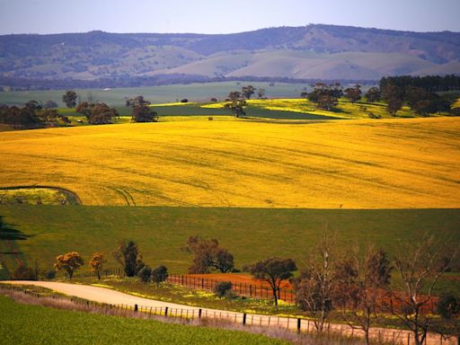 Analysis-Australia could be canola trade winner if China gets over fungus worries