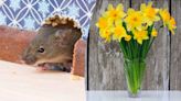 7 plants that keep mice and rats from invading your home